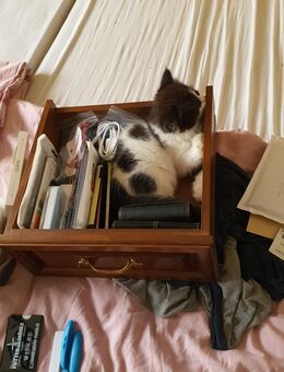 3 Persermix Kitten Dalatiner - Oberderdingen