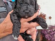 Letztes Lagotto/Doodle Mädchen - Dessau-Roßlau