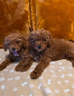 Zwergpudel Welpen - Wallersdorf