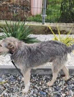 aufgeschlossener Nikos sucht ein Zuhause - München