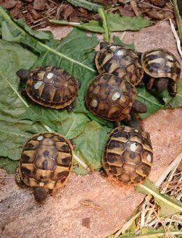Griechische Landschildkröten NZ - Burg Stargard