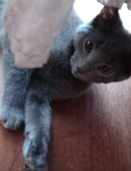 Korat-Katzen mix mit Russisch Blau 4 Monate alt - Hamburg