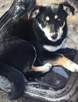 ROCKY (schüchtern, jung, verspielt) - Köln