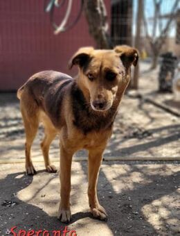 SPERANTA - die Hoffnung stirbt zuletzt - Konstanz