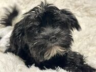 Ab SOFORT: 3 Yorkshire Terrier Malteser Mix Welpen (Morkie) - Hof