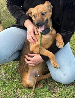 Borcsa sehnt sich nach einem Körbchen - Nordwalde