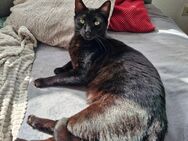 liebevoller Kater abzugeben - Hamburg