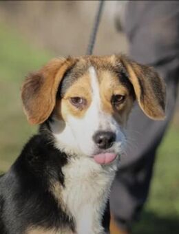 Afrodite Mix Hündin ca.1 Jahr alt in HU - Reutlingen