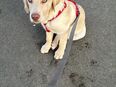 Labrador Luna sucht ein liebes zuhause in 06122