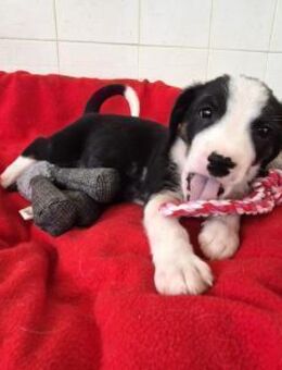 Cooper Mix Rüde 4,5 Monate alt in GR - Reutlingen