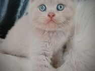 Abgabebereit BKH lilac/blau Kitten, Reinrassige Katze, Babykatze, Katzenbaby, Britisch kurzhaar - Heinsberg Zentrum