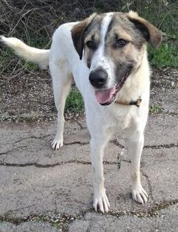 Jaro - ein bisschen mehr Hund - Idstein