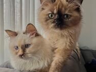 Zwei liebevolle Katzen suchen ein neues Zuhause - Brühl Zentrum