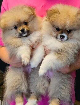 Süße Pomeranian NUR NOCH ZEI FREI - Obertraubling