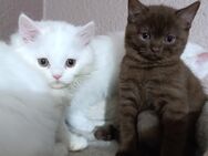 BKH babykatzen Reinrassig 2Jungs 1 Mädchen - Baltmannsweiler