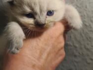 BKH Kitten suchen liebevolles zuhause - Marl (Nordrhein-Westfalen)