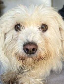 Agnes, geb. ca. 11/2022, GRIECHENLAND - Euskirchen