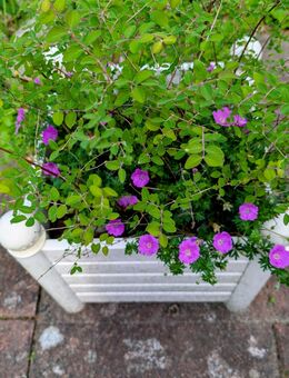 Grosfillex Pflanzgefäß Pflanzkübel Pflanztopf Blumentopf - bepflanzt mit Storchschnabel und einem Strauch wohl Schneebeere mit hellrosa Beeren - Hamburg Wandsbek