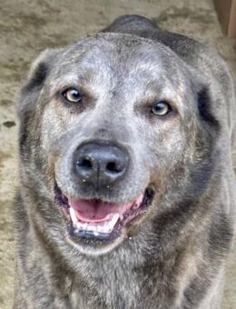 SHIVA - ein Power-Kraft-Paket - Dänischenhagen