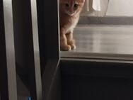 Hauskatzen kitten - Windeck