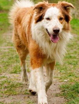 Deckrüde Border Collie,Australian Shepherd - Osterrönfeld