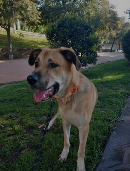 Dalton: junger Hund sucht Hoffnung - Grevenbroich