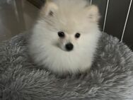 Zwergspitz Pomeranian Welpen suchen liebes Zuhause - Bobingen