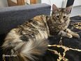 Maine Coon Katzse in 34119