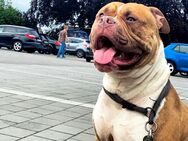 Liebevolles Zuhause gesucht - Penig Zentrum