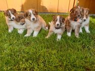 Sheltie Welpen - Edewecht