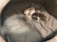 Reinrassige britisch Kurzhaar (bkh) Kitten - Magdeburg
