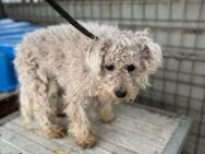 Babci PP - Ein Pumi auf der Suche - Neustadt (Rübenberge)