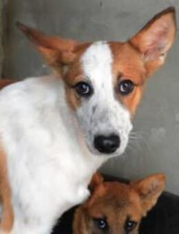 Meren, sehr ängstlich - Kettershausen