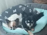 🌸Luna 7 J und Bella 9 Jahre🌸Gemeinsa - Kassel