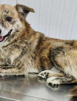 Simba sucht jemanden zum Kuscheln - Koblenz