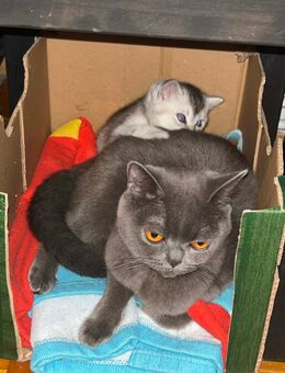 Britische Kurzhaarkatze - Völklingen