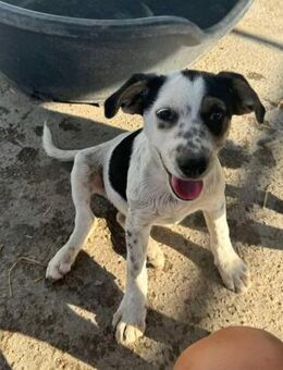 Hope von kettenlos - Bollingstedt