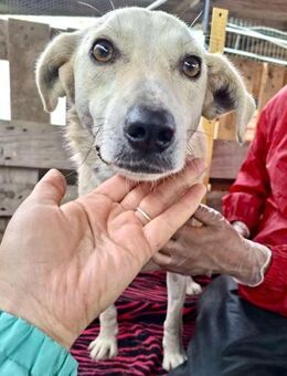 Junghündin Nala ist freundlich - Koblenz