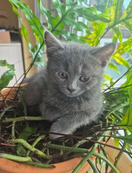 Bkh kitten - Ratingen