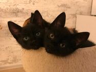 Bombay Mischling Kitten - Kreuztal Zentrum