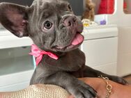 Französische Bulldoggen zu verkaufen - Reutlingen
