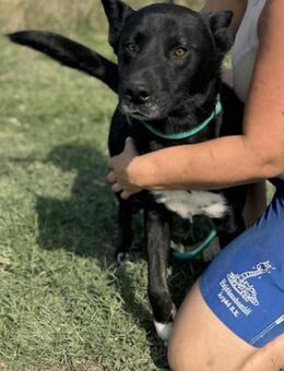 Osiris wartet auf seine Menschen - Nordwalde