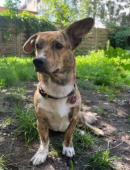 Wer möchte Pinocchio kennenlernen? - München