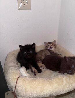 Bkh Kitten - Staig