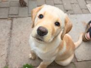 Supersüüüüse reinrassige Labrador Welpen - Oberheldrungen
