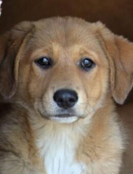 Millie - allein mit ihrer Schwester - Mettmann