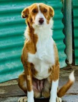 Tani - kleine süße Maus sucht Zuhaus - Freudenstadt