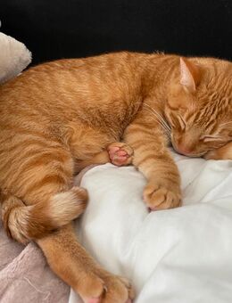 Kater 3 Jahre alt, liebevoll abzugeben - Neu Isenburg Zentrum