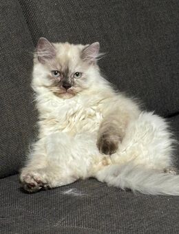 3 britisch langhaar/ Main conne kitten abzugeben - Kreuztal