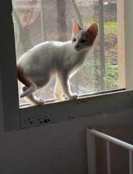 Lennard aus dem Tierschutz - Grevenbroich